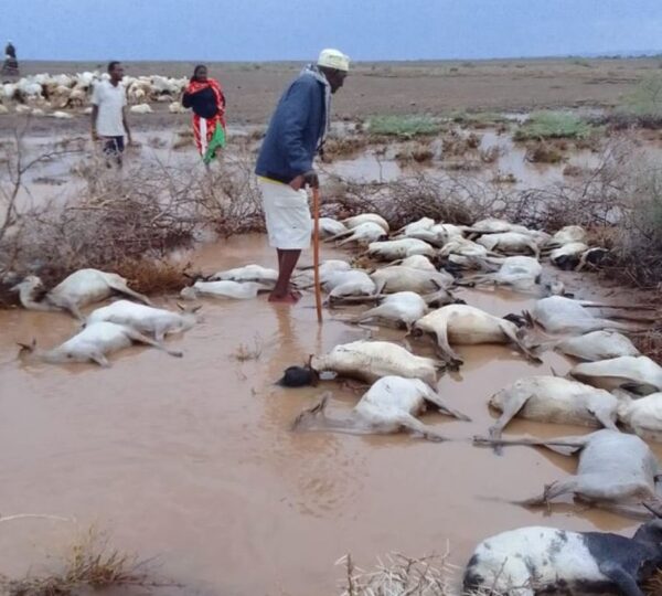 Peace-building & Crisis Response